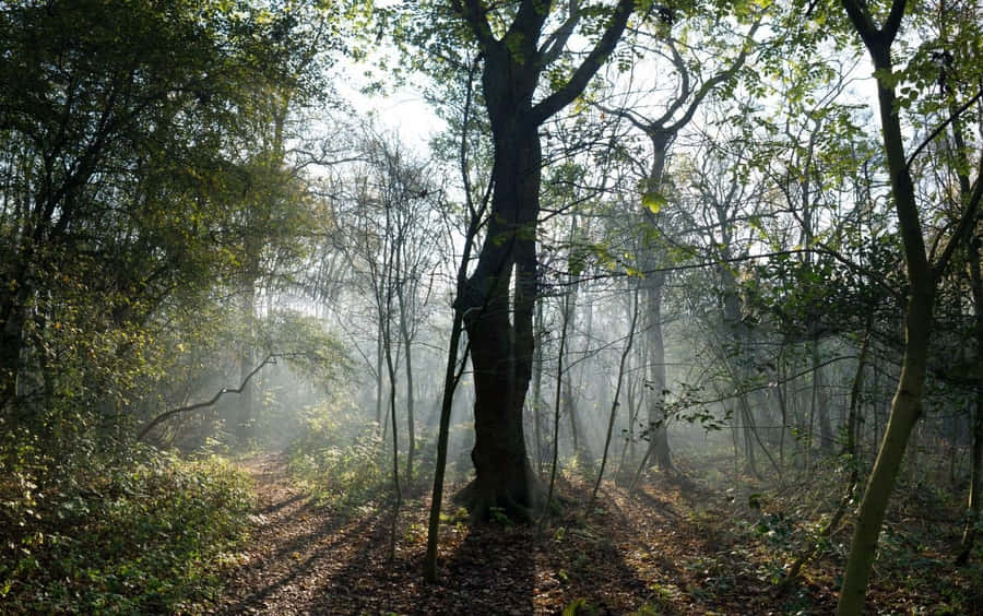 Caminho Florestal Nebuloso ao Amanhecer