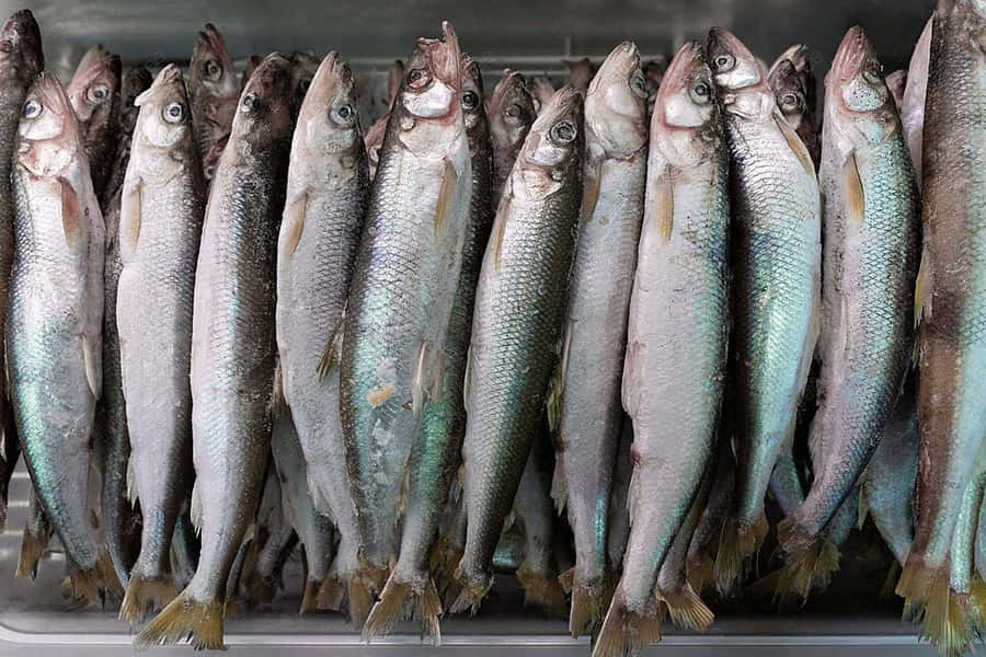 Pesce Smelt Fresco in Esposizione