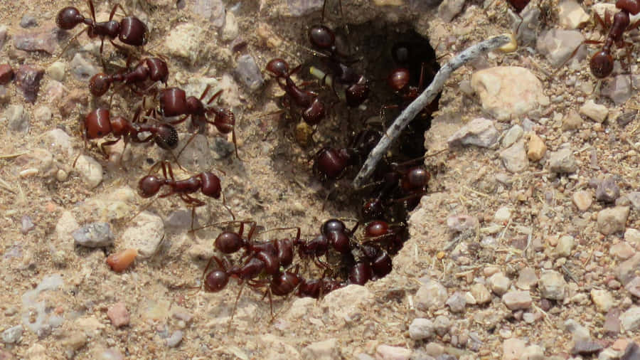 Formigas Colhedoras Perto da Entrada do Ninho