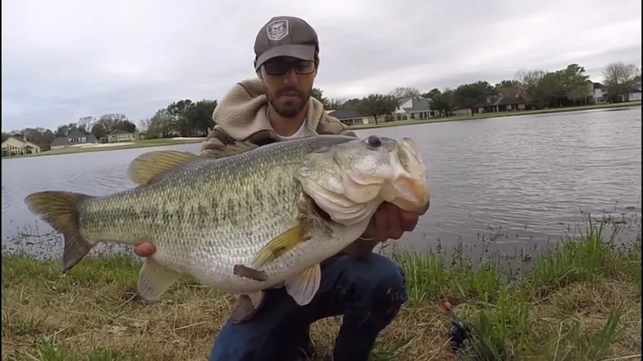 Largemouth Bass