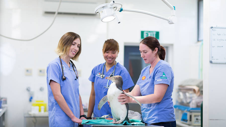 Veterinærer behandler pingvin