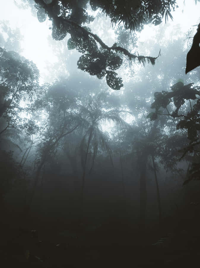 Foresta Mistica Nebbiosa