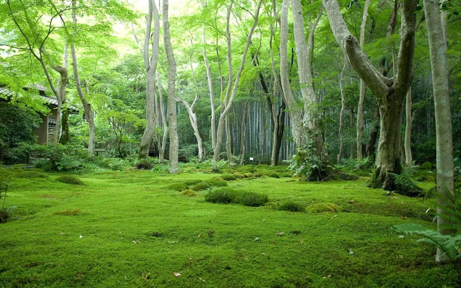 Anime Forest Background