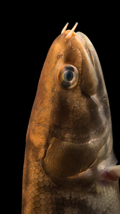 Bowfin Fisk Porträtt Svart Bakgrund