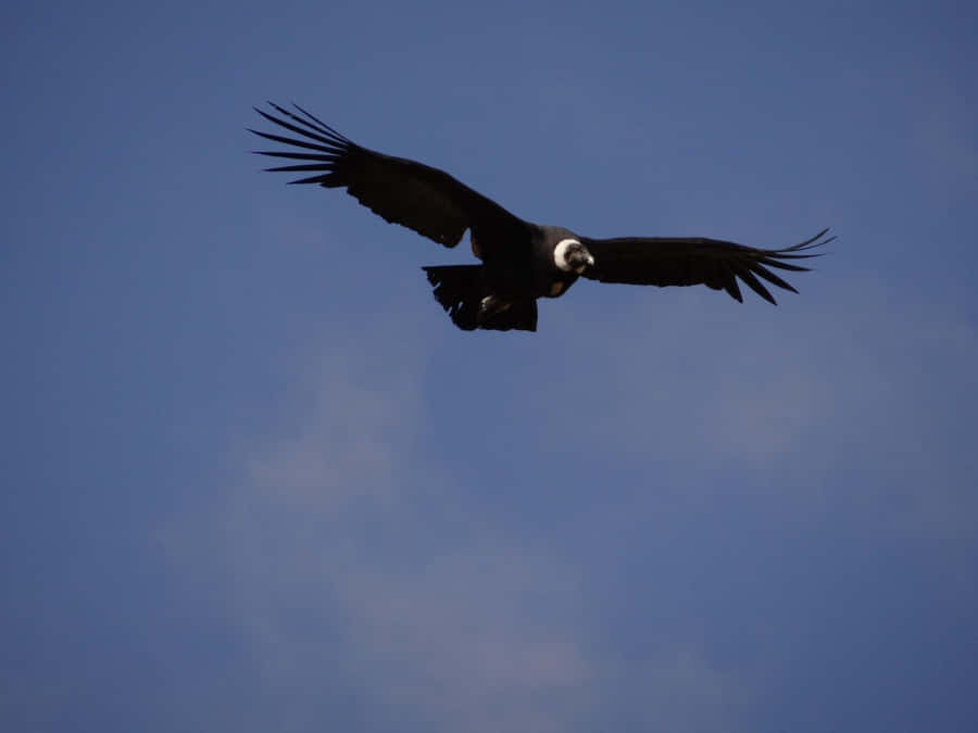 Majestätischer Kondor im Flug