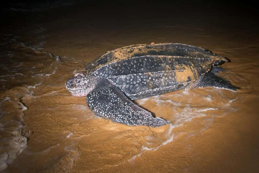 Lederschildkröte am Ufer