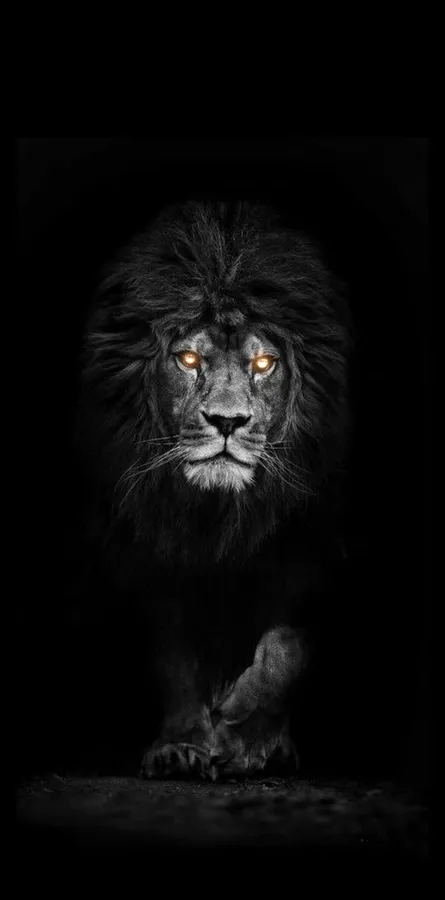 Dark Animals