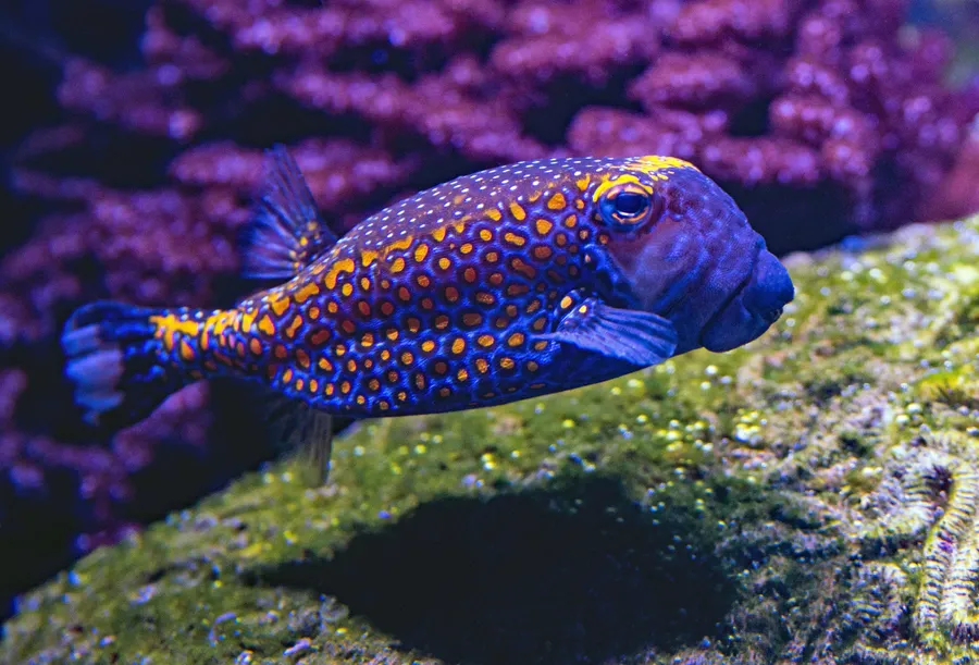 Fish Background