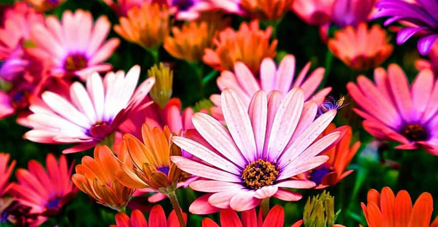 Fiorivibranti e colorati in pieno splendore