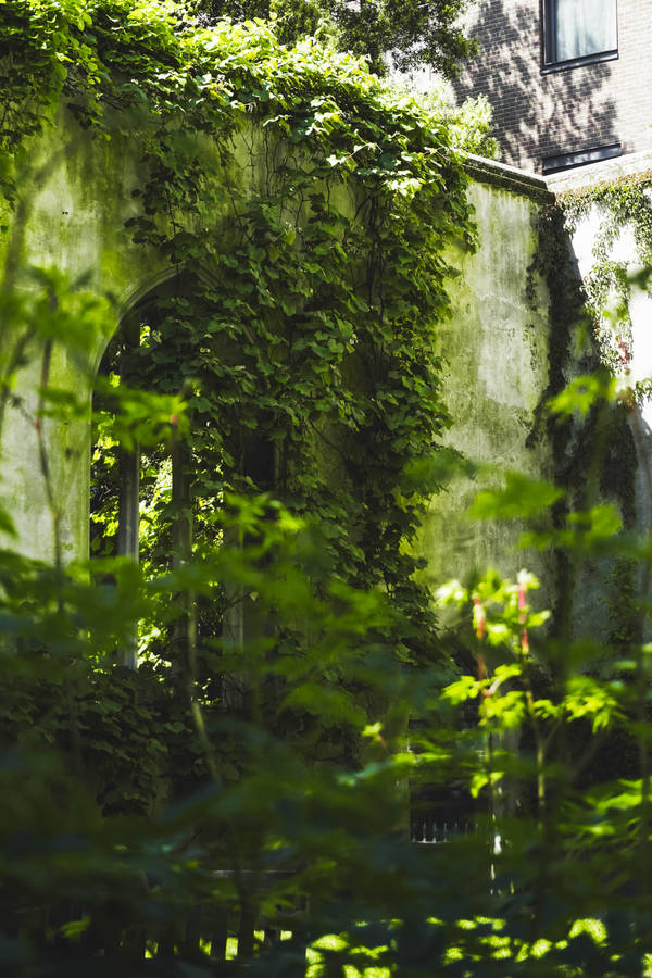 Download Vines In Ruins Green Aesthetic Wallpaper | Wallpapers.com