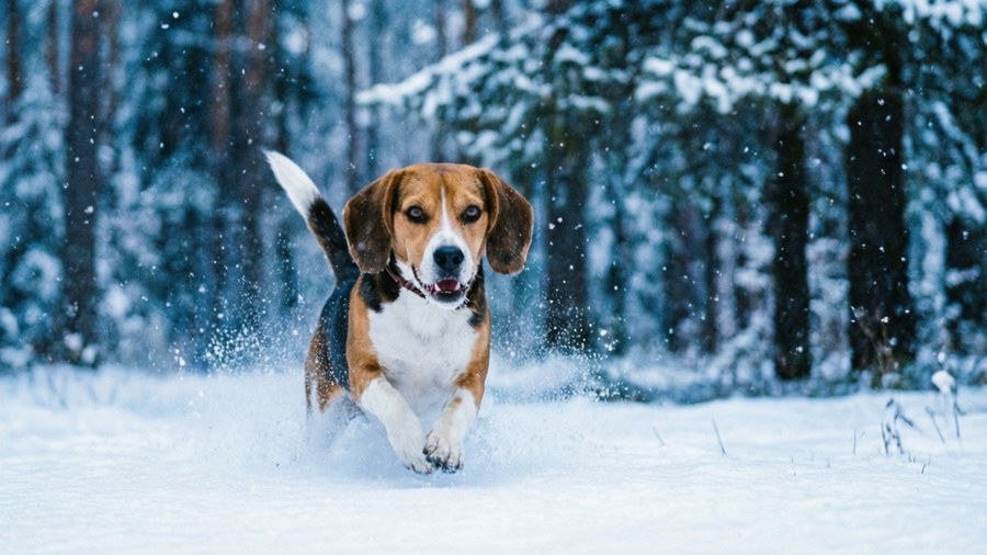 En beagle løper energisk gjennom en snødekt vinterskog, snøfnugg faller.