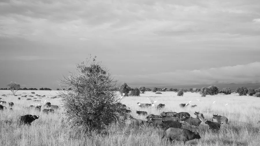 Buffalo background
