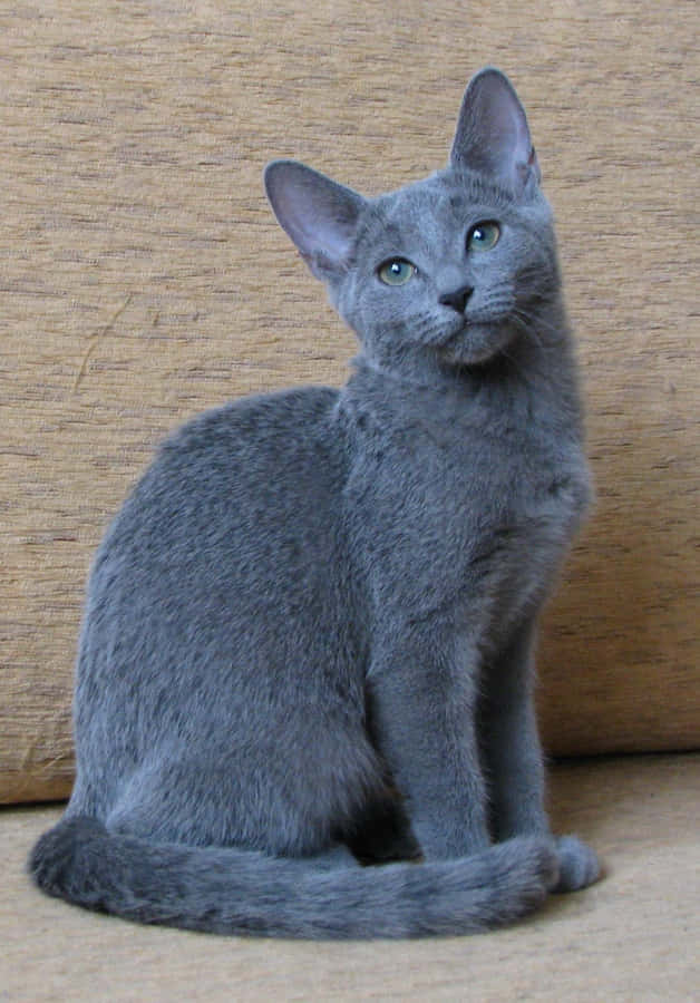 Einegraue Katze, die auf einem Sofa sitzt.