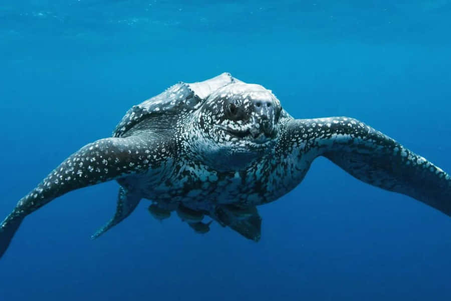 Lederschildkröte schwimmt unter Wasser