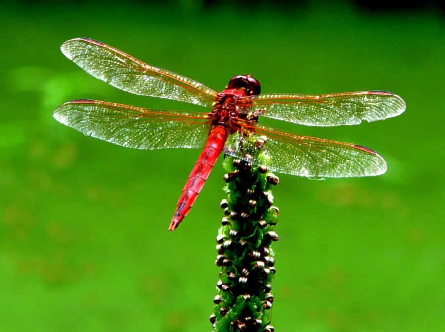 Rotlibelle1024 x 763 Wallpaper