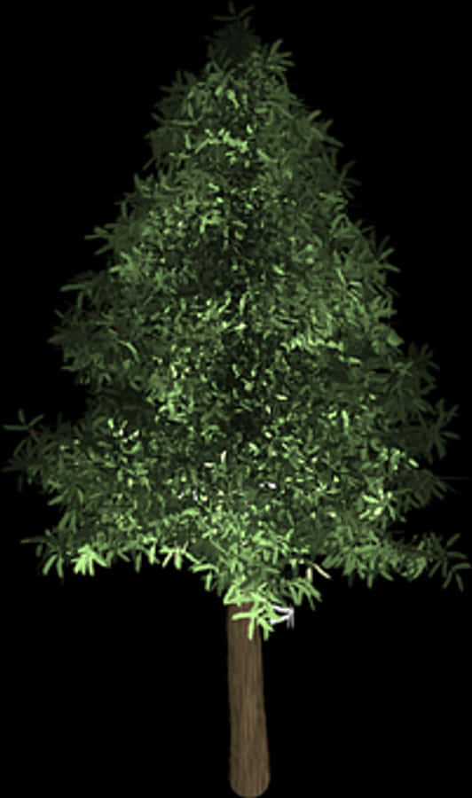 Evergreen Tree Graphic
