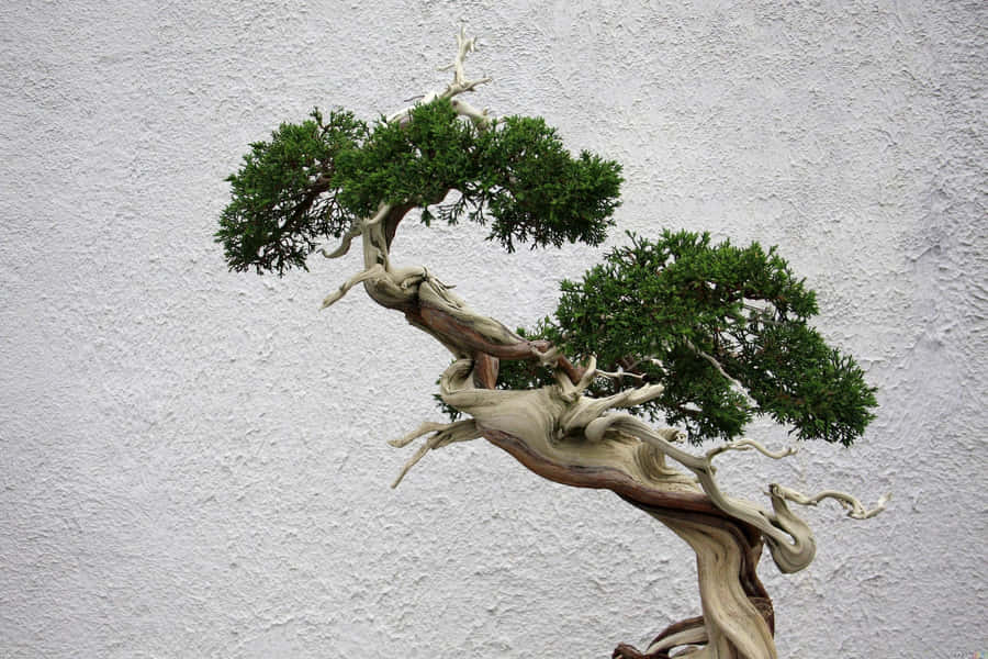 Enbonsai træ på en hvid baggrund.