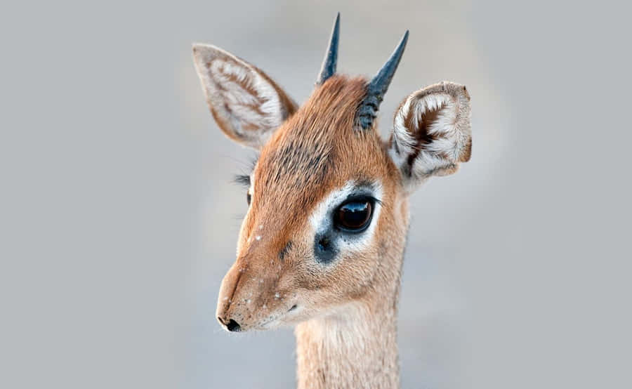 Närbild av Dik Dik Porträtt