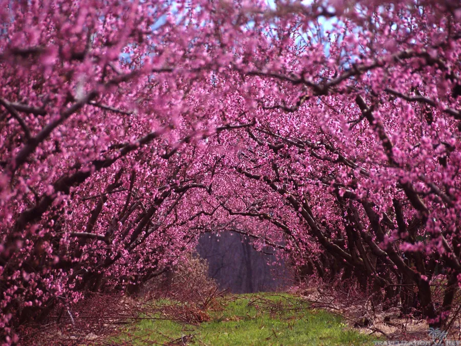 Most Beautiful Spring