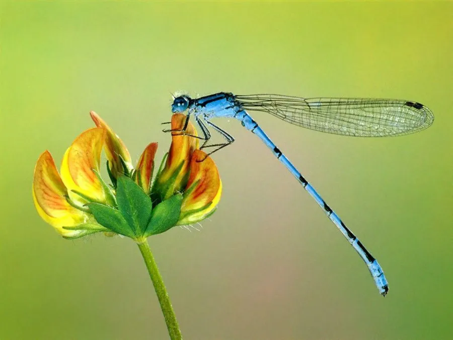 Insects pictures