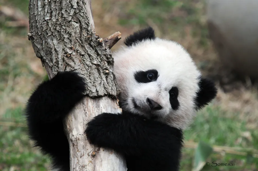 Panda Laptop