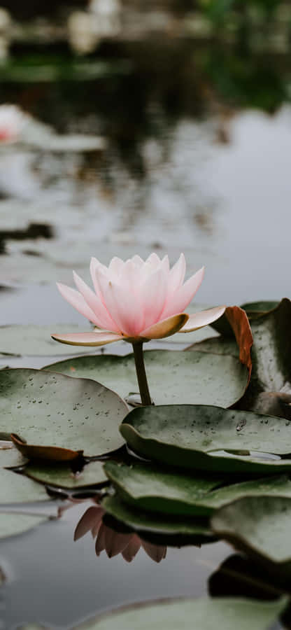 Serene Lotusblüte