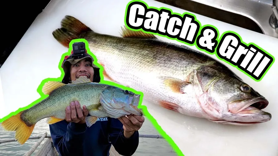Largemouth Bass
