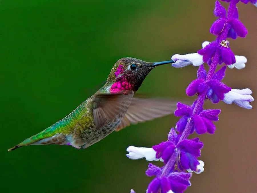 Hummingbird background
