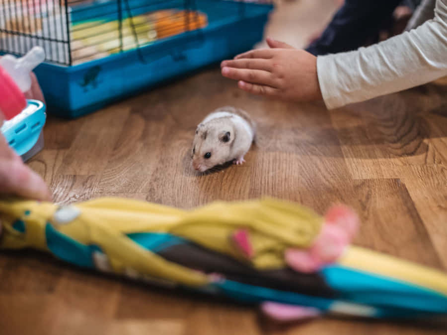 Hamster erkundet in der Nähe des Käfigs