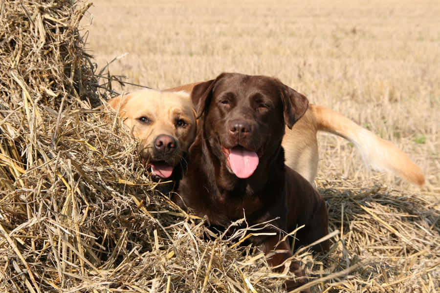 AdorabileLabrador Giallo che si gode una giornata soleggiata all'aperto