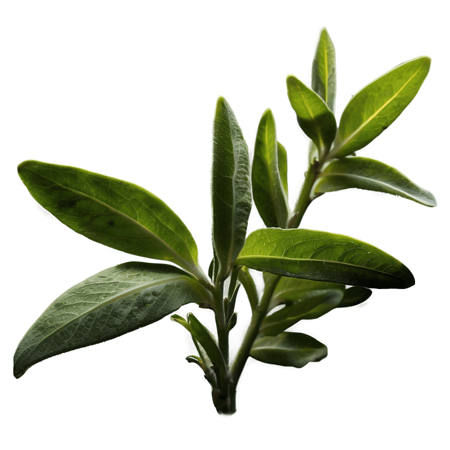 Sage in Hidden Grove PNG nxh