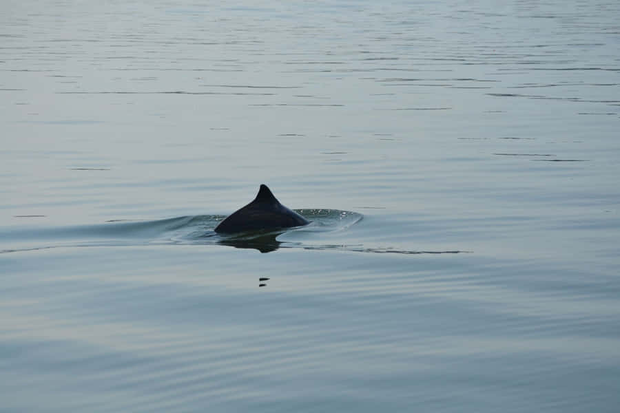 Dalls Porpoise Overflade