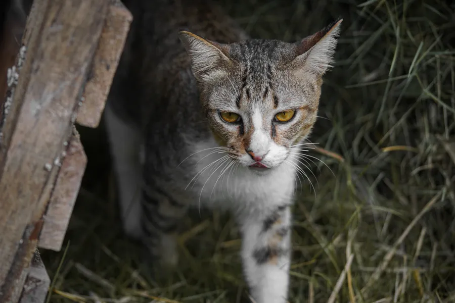 Cat With Sharp Look