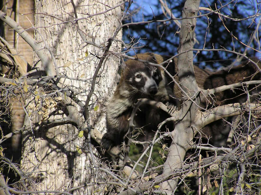 Coati auf kahlen Ästen