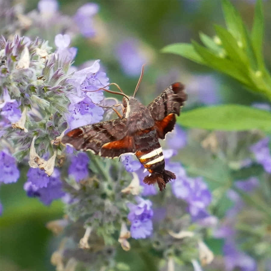 Sphinx-Motte im Flug