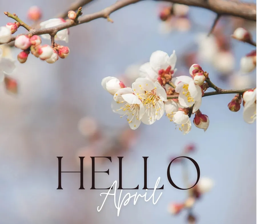 Springtime Blossoms Greeting