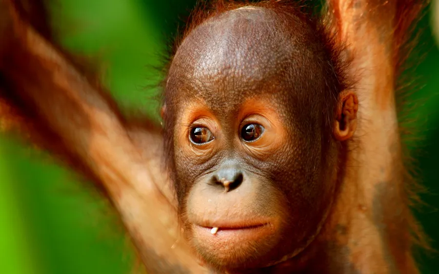 Brown monkey close-up wallpaper