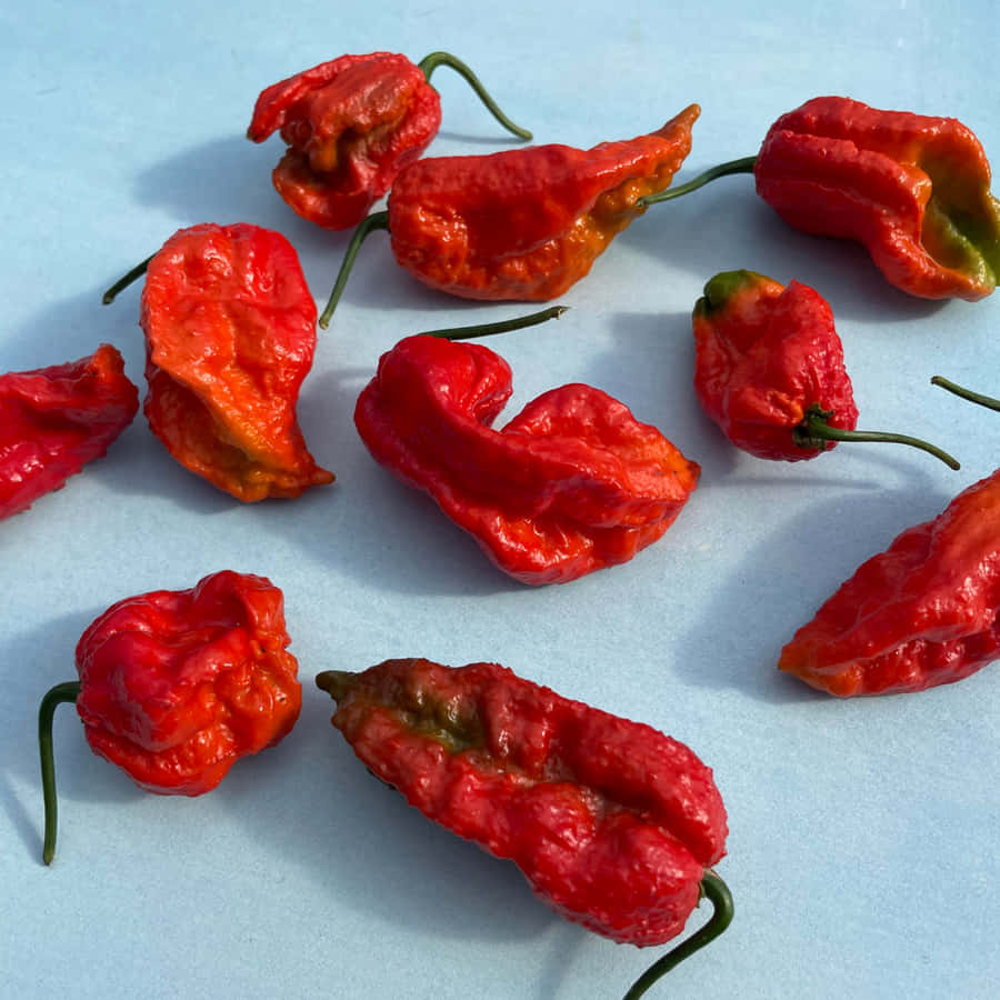 GhostPepper, den stærkeste peber i verden.