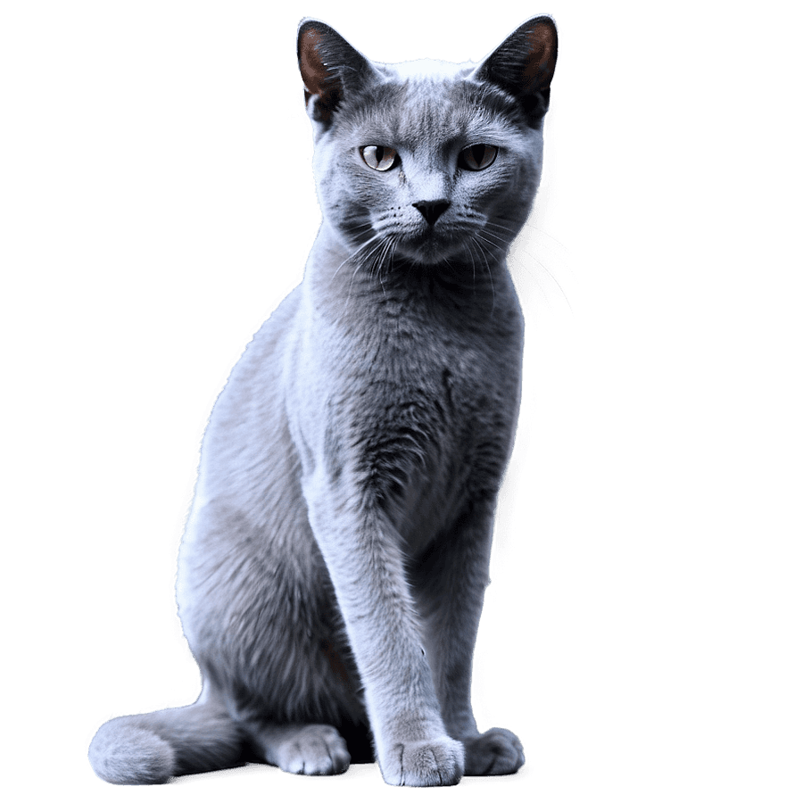 Angry Russian Blue PNG itm