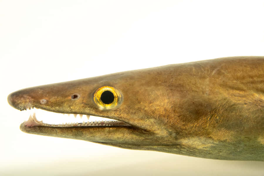 Close Up da Cabeça de Eel Conger