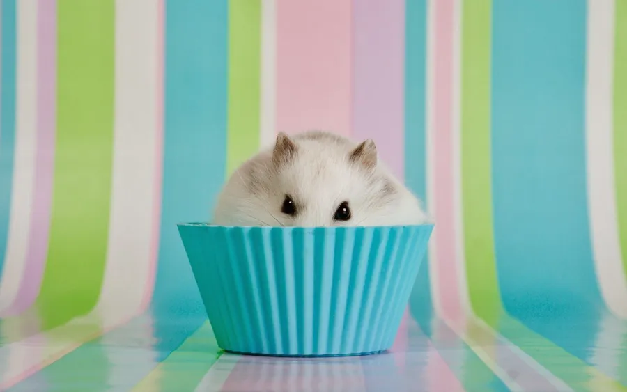 Sneaky Hamster Meme