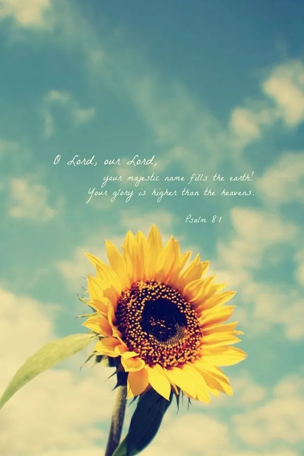 Sunflower Background