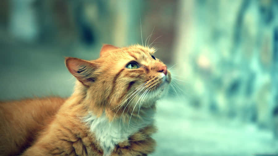 ingefær kat Billeder 2560 x 1440