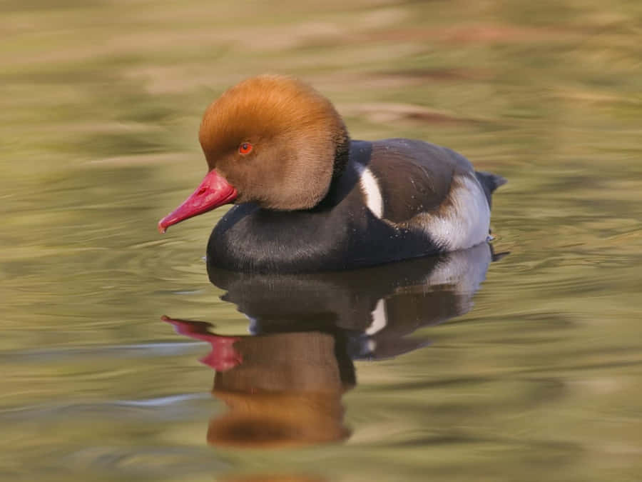 Rödhuvad Pochard på Vatten