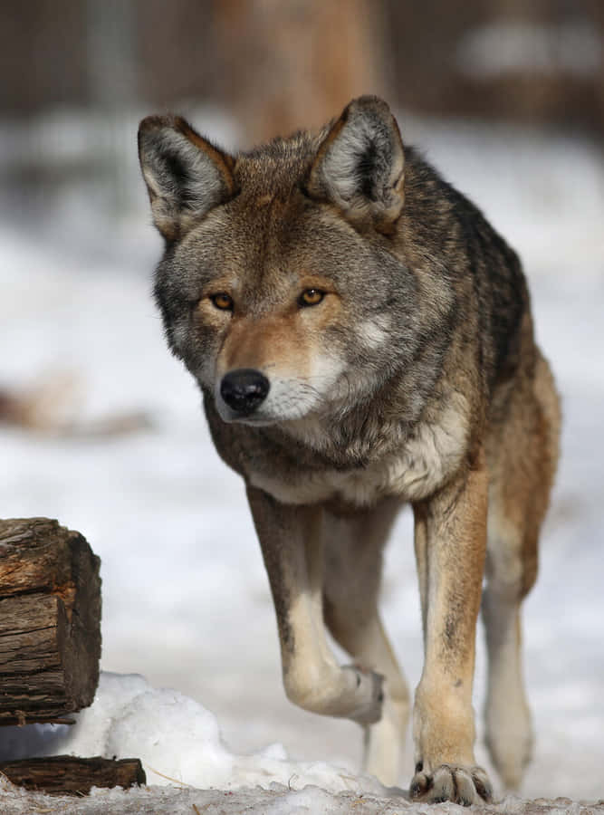 LoboVermelho Fotografia do Animal de Inverno Coyote