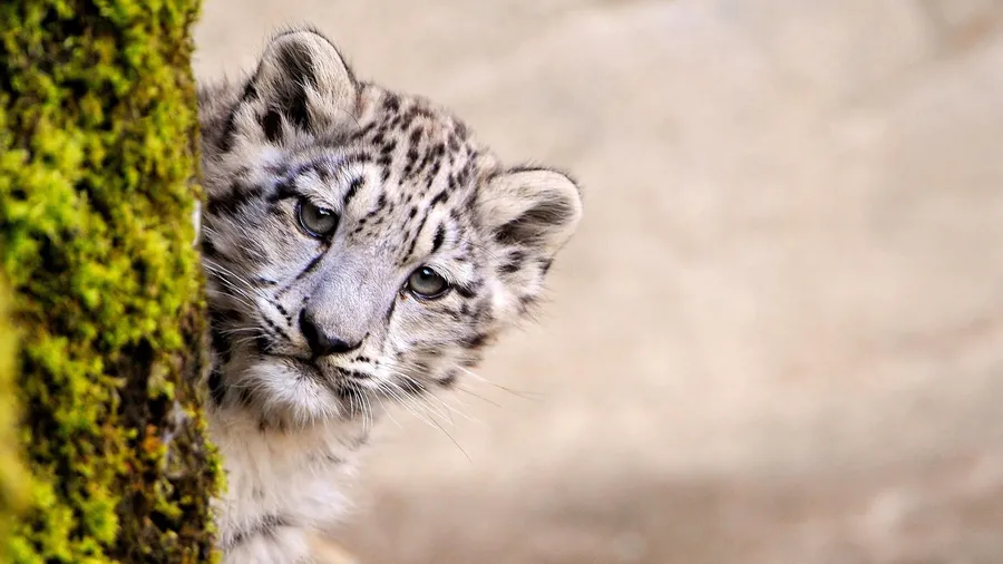 Snow Leopard