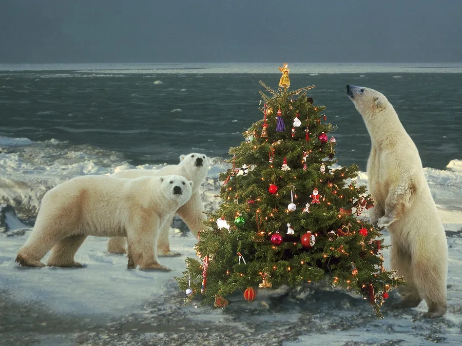 Polar Bear background