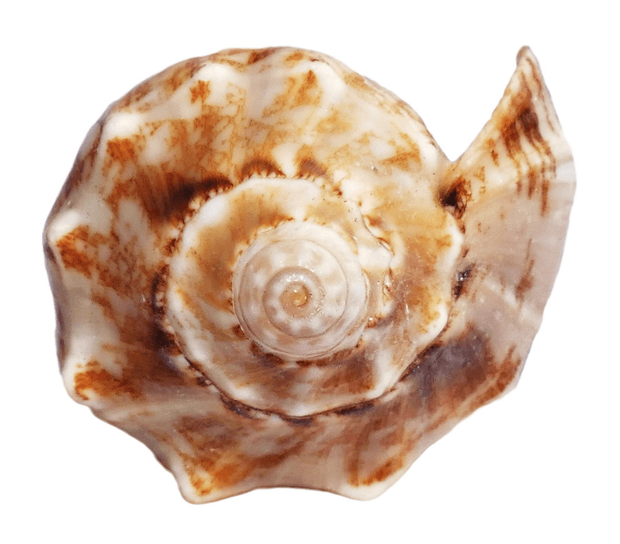 Marbled Sea Shell