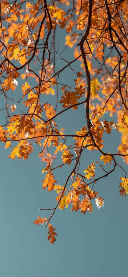 Foglie d'Autunno Contro il Cielo Blu