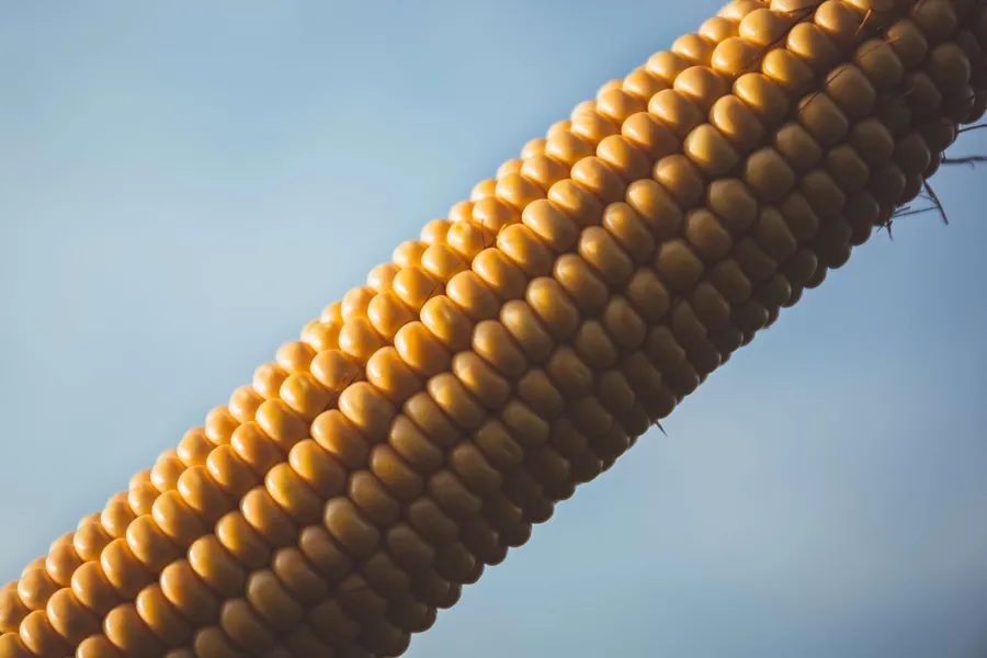 Corn pictures